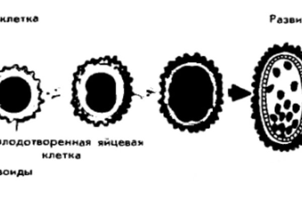 Ссылка кракен kr2web in